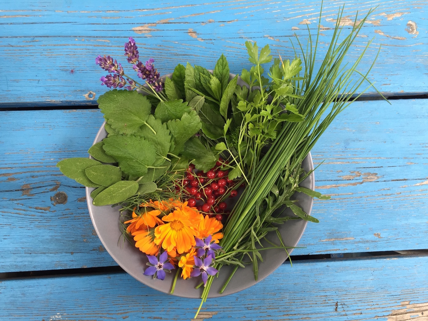 Kräuter des Sommers: Salbei, Lavendel, Borretsch, Ringelblumen, Dill, Pfefferminze, Rucola, Schnittlauch und Johannisbeeren in einer violetten Schale auf einem blauen Tisch.
